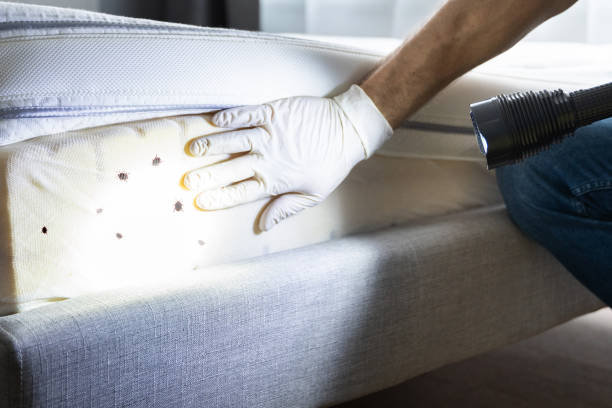 Best Mosquito Control Services  in Pike Creek, DE